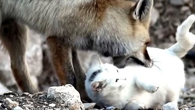 Лиса хотела съесть бездомную кошку, но дальше произошло невероятное! смотреть онлайн