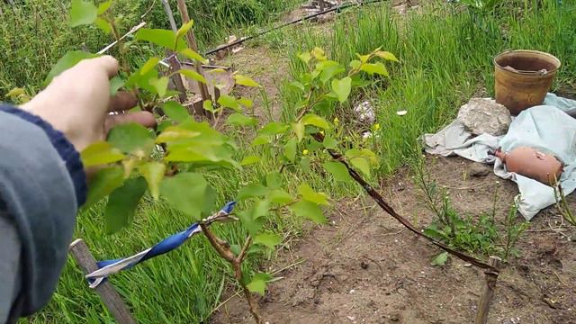 Георгины больны? 05.06.22.Сев. Казахстан. Ч. 342. смотреть онлайн
