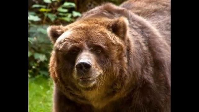 Сказка на ночь! "Медвежонок Тепа". Часть 4. смотреть онлайн