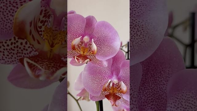 Орхидея Pink Dragon. #shorts смотреть онлайн