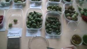 Дегустация плодов актинидии