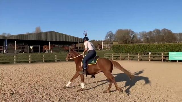 Haydon Oracle, my Australian Stock Horse stallion showing his moves! смотреть онлайн