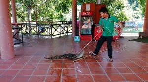 Как ловят крокодила во Вьетнаме