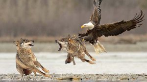 Это Самый Опасный Орёл Убийца, Нападающий на Волков и Людей