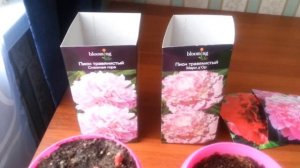 ПИОНЫ В ГОРШКЕ , ДО ВЫСАДКИ В ГРУНТ.ОБЗОР.