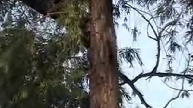 картинки скворечника смотреть онлайн