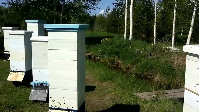 Обзор пасеки и мелкие вопросы пчеловодства смотреть онлайн