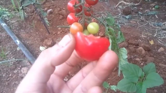 Tomate Cherry SWEET PINK