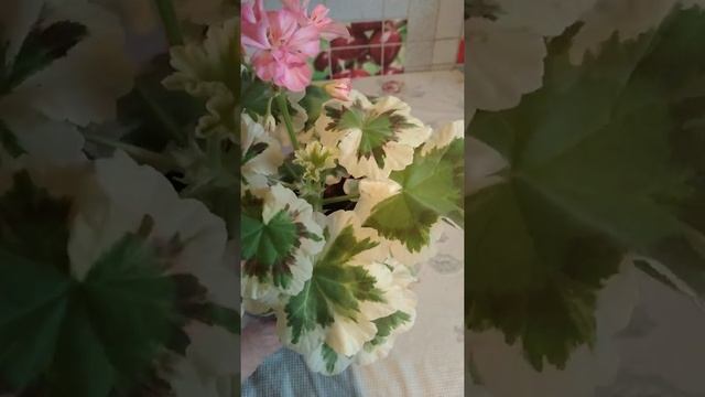 #001Пестролистная пеларгония(герань) Warrenorth Platinum