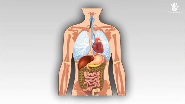 ОРГАНИЗМДИ ТАЗАЛОО