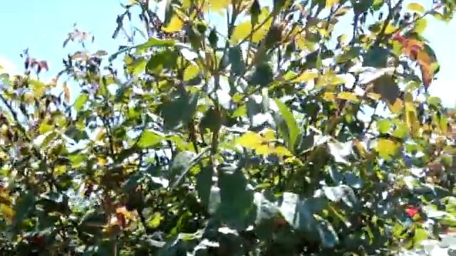 Садовая традесканция и большой куст розы. смотреть онлайн