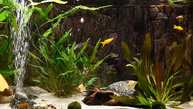 Relaxing Aquarium Fish Tank Sounds ~ NO MUSIC 🐟