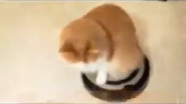 Кот робот пылесос смотреть онлайн