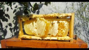 улей Прокоповича. Изобретение рамочного улья.а даже можно сказать первый кассетный улей