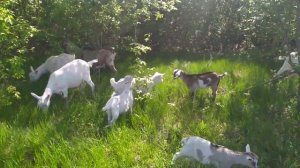 Пасти или не пасти? // Безвыпасное содержание коз // Жизнь на своей земле