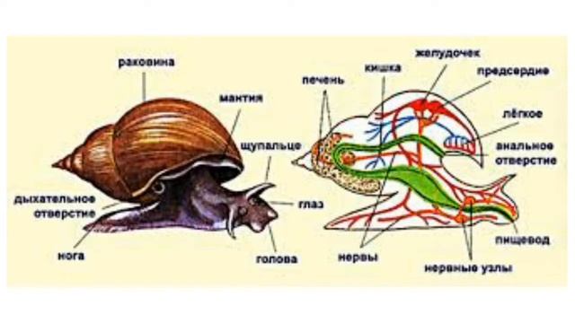 Урок N°6 Моллюски и их особенности смотреть онлайн