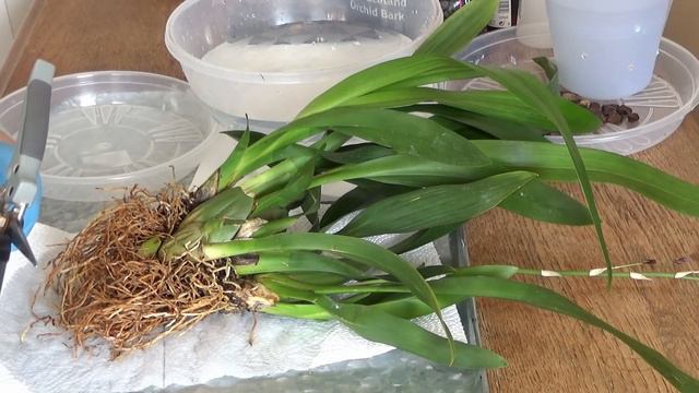 Oncidium / CAMBRIA Sharry Baby - przesadzanie storczyka o zapachu czekolady // ślimaki w podłożu смотреть онлайн