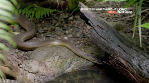 Тайны дикой природы Австралии 🐊🐍