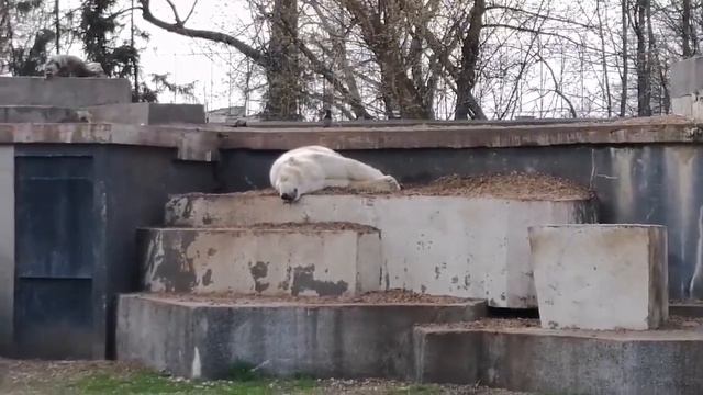 Небольшое видео из Варшавского зоопарка🐒🦏🦍В следующий раз снимем больше😲😲😲 смотреть онлайн