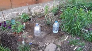 Посадила розу от ПОЛИНЫ КОЗЛОВОЙ - ЛЕДИ БОМБАСТИК ! Разширили клумбочку .