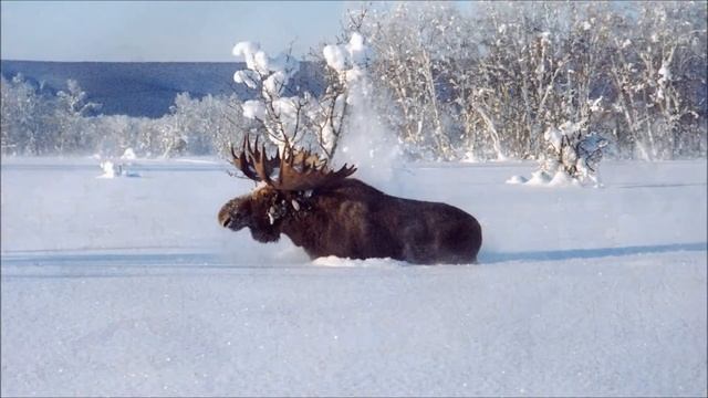 Зима красавица!Красивая песня про зиму. Winter beauty!Beautiful song about winter. смотреть онлайн