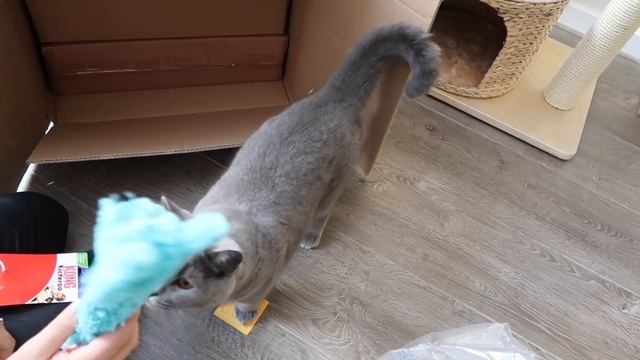 CAT PRODUCT HAUL FROM ZOOPLUS! смотреть онлайн