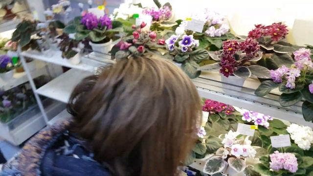 Дом Фиалки, выставка, 15.11.18 смотреть онлайн