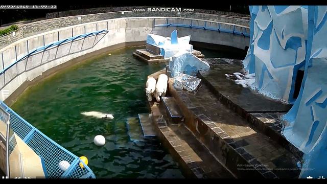 Нашим медвежатам отдых не нужен 20.05.2020 смотреть онлайн