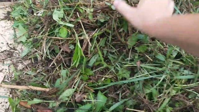 Выращивание картошки без земли/ 3 в 1- картошка, чистый участок без сорняков и перегной/ смотреть онлайн