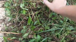 Выращивание картошки без земли/  3 в 1- картошка, чистый участок без сорняков и перегной/