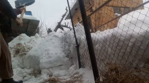 Корм и содержание куры МИНИ мясные палевые, Загорский лососевые.