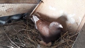 Почтовые голуби чехи