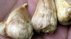 Прогревание луковиц ФРЕЗИИ и посадка в горшок !!!