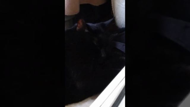 мой кот спит на балконе. смотреть онлайн