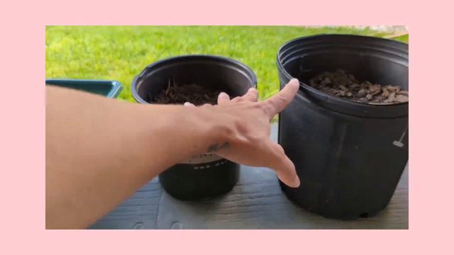 Planting Gladiolus Corms (bulbs) For My New Cottage Style Garden. смотреть онлайн
