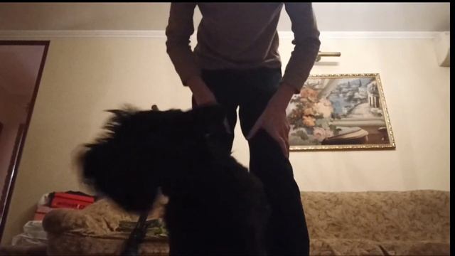 Какие каманды знает собака Ника?