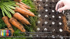 Когда сеять морковь по лунному календарю