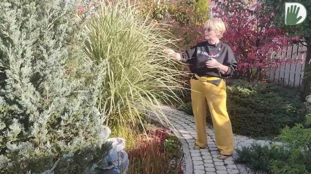 Видео журнал "СОФ №116" Возвращение в МАЛЕНЬКИЙ САД. Красиво, уютно и профессионально. смотреть онлайн