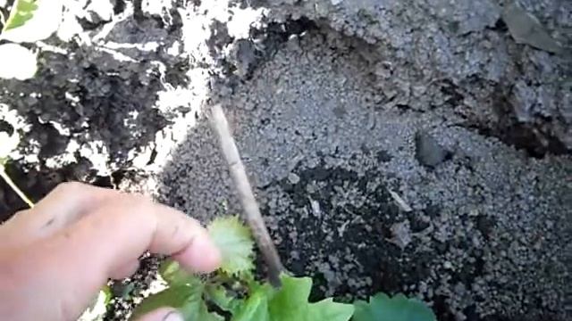 Сорт винограда Белое Чудо. смотреть онлайн
