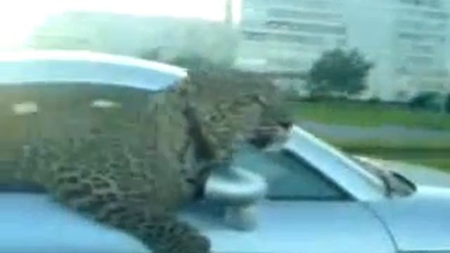 Russian guy in his Audi TT next to the beast !!! смотреть онлайн