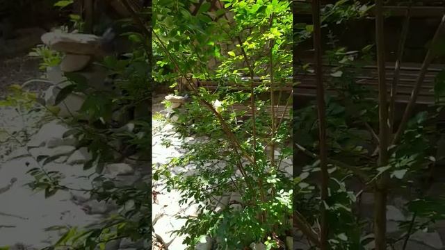 Обзор сада и внутренней территории гостевого дома Агойская долина смотреть онлайн