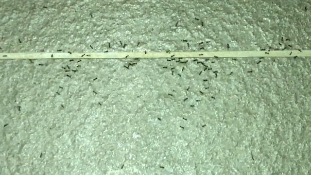 Another ant war смотреть онлайн