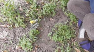 КАК ПОЙМАТЬ КРОТА 100%