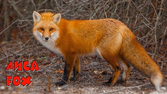 Животные Латвии / Animals of Latvia смотреть онлайн