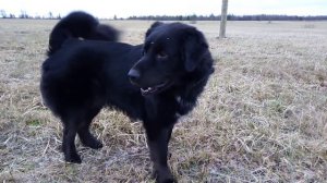 Монгольская овчарка - банхар. Наши степи.