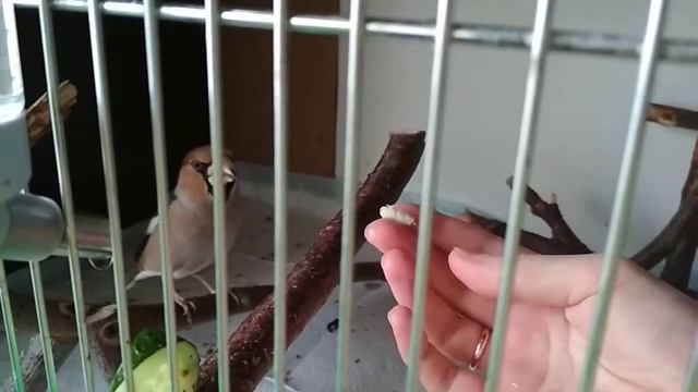 Дубонос Юлий, приручение смотреть онлайн