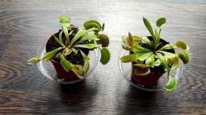 Что делать если только купил Венерину мухоловку? Мои новые жильцы?