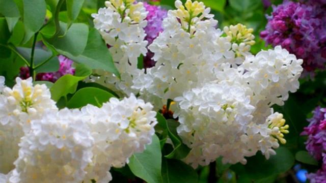 Белая сирень