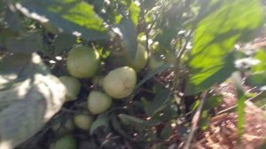 Обзор  томатов  на 16.07.22.   Санька, перцевидный штамбовый и малиновая рапсодия