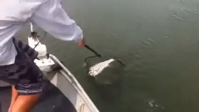 School Jew on a 5" white GULP смотреть онлайн